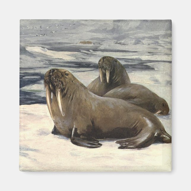 Vintage Walrusse im arktischen Schnee von CE Swan Magnet (Vorne)