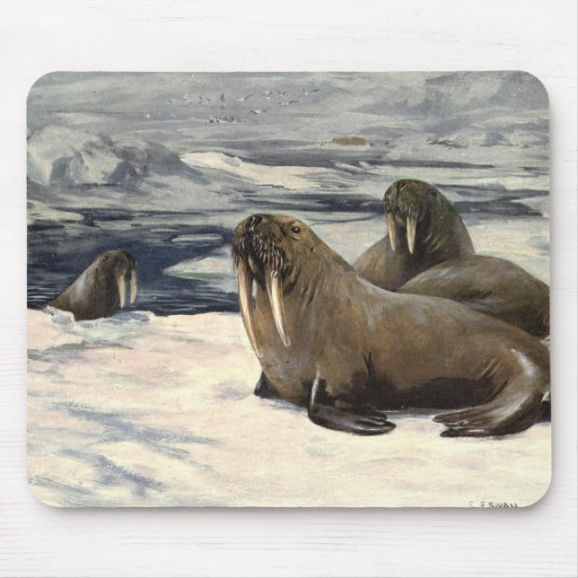 Vintage Walrusse im arktischen Schnee von CE Swan Mousepad (Vorne)