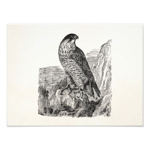 Vintage Wanderfalke Personalisierte Retro Vögel Fotodruck