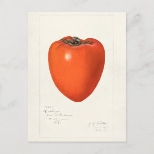 Vintage-Wasserfarbenmalerei von Kakis-Frucht Postkarte