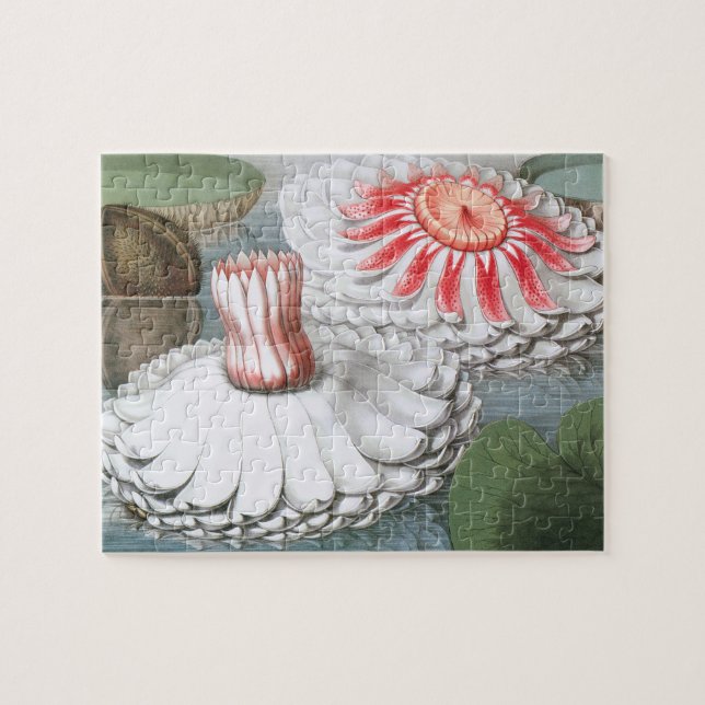 Vintage Wasserlilien Blume im Garten Puzzle (Horizontal)