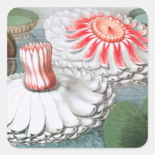 Vintage Wasserlilien Blume im Garten Quadratischer Aufkleber