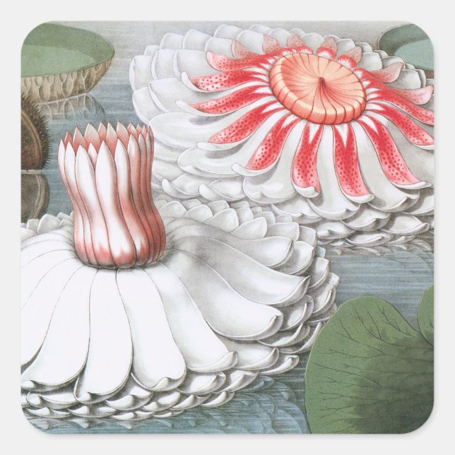 Vintage Wasserlilien Blume im Garten Quadratischer Aufkleber (Vorderseite)