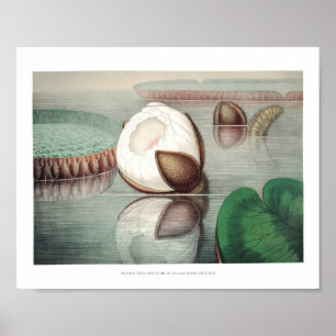 Vintage Wasserlilien-Illustration Poster