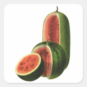 Vintage Wassermelonen Hoch Rund, Bio-Lebensmittel Quadratischer Aufkleber
