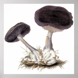 Vintage Webcap-Champignon-Abbildung Poster