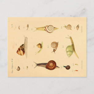 Vintage-Weichtier- und Schnecken-Postkarte Postkarte