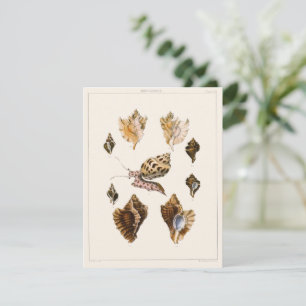 Vintage Weichtiere und Schnecken, Meeresorganismen