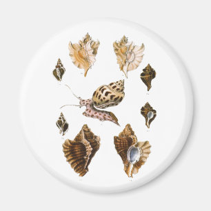 Vintage Weichtiere und Schnecken, Meeresorganismen Magnet