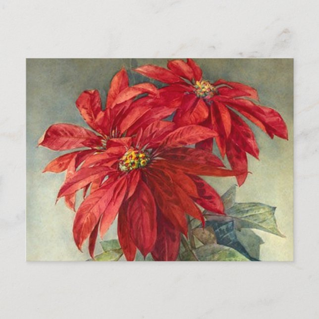 Vintage Weihnachten in Poinsettia (Vorderseite)