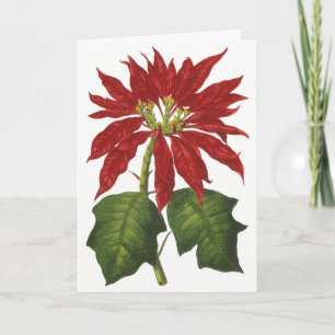 Vintage Weihnachten, rote Weihnachtsstern-Winterpf Feiertagskarte