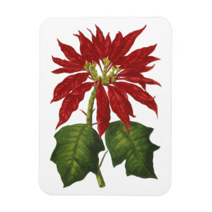 Vintage Weihnachten, Rote Weihnachtsstern-Winterpf Magnet