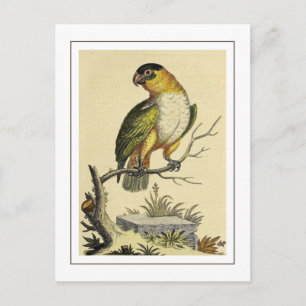 Vintage Weißbrustsittich Papagei Vogel Postkarte
