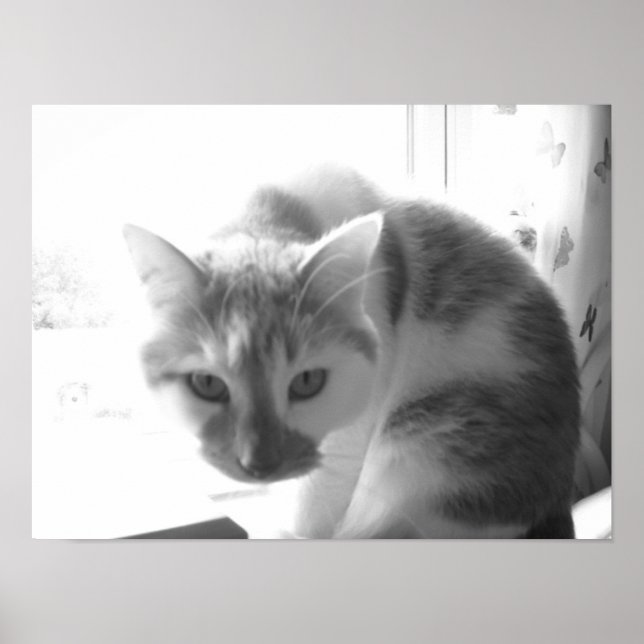 Vintage weiße Katze Poster (Vorne)
