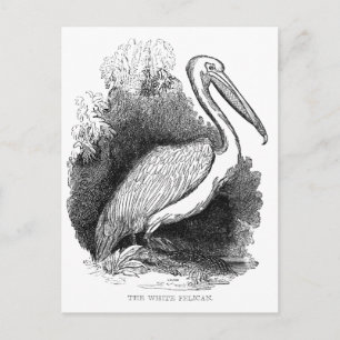 Vintage Weißer Pelikan Postkarte