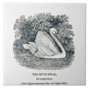 Vintage Weißer Schwan von Thomas Bewick Fliese