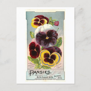 Vintage Werbung für Ferry & Co. Stiefmütterchensam Postkarte