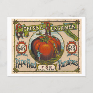 Vintage Werbung für reife rote Tomaten Postkarte
