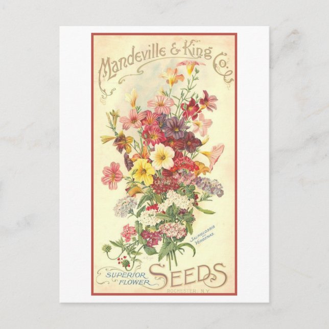 Vintage Werbung Mandeville Blume Saatgut Postkarte (Vorderseite)