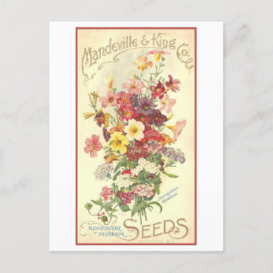 Vintage-Werbung Mandeville-Blumensamen Postkarte