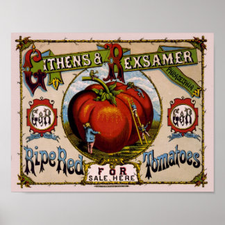 Vintage Werbung Reifende rote Tomaten Poster