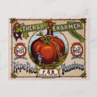 Vintage Werbung Reifende rote Tomaten