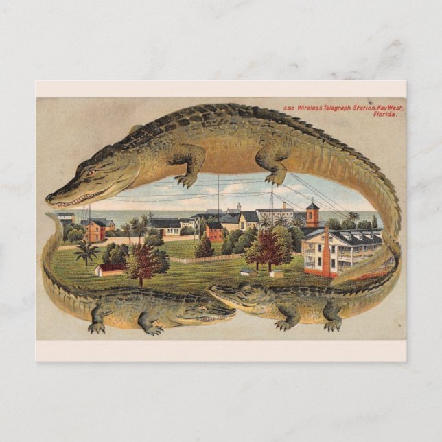 Vintage West Alligator Postkarte (Vorderseite)