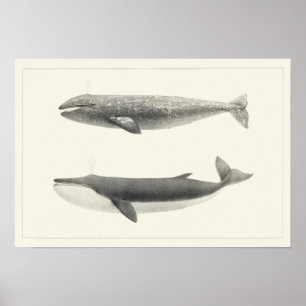 Vintage Whale-Illustration Poster