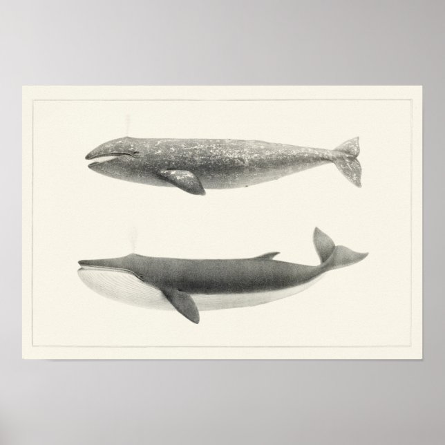 Vintage Whale-Illustration Poster (Vorne)