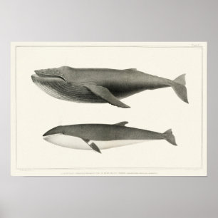 Vintage Whale-Illustration Poster