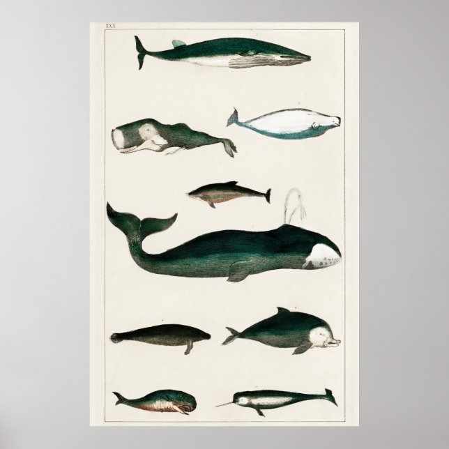 Vintage Whale-Illustration Poster (Vorne)