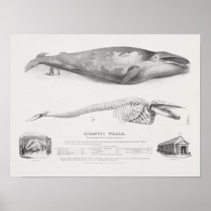 Vintage Whale-Illustration Poster