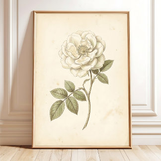 Vintage White Rose Boho Botanischer Druck Poster