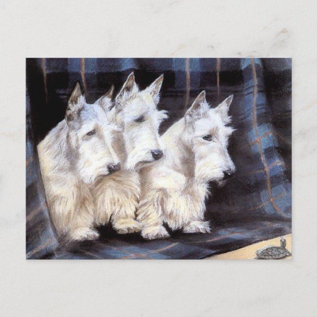 Vintage White Scottish Terriers Scotties Postcard Postkarte (Vorderseite)