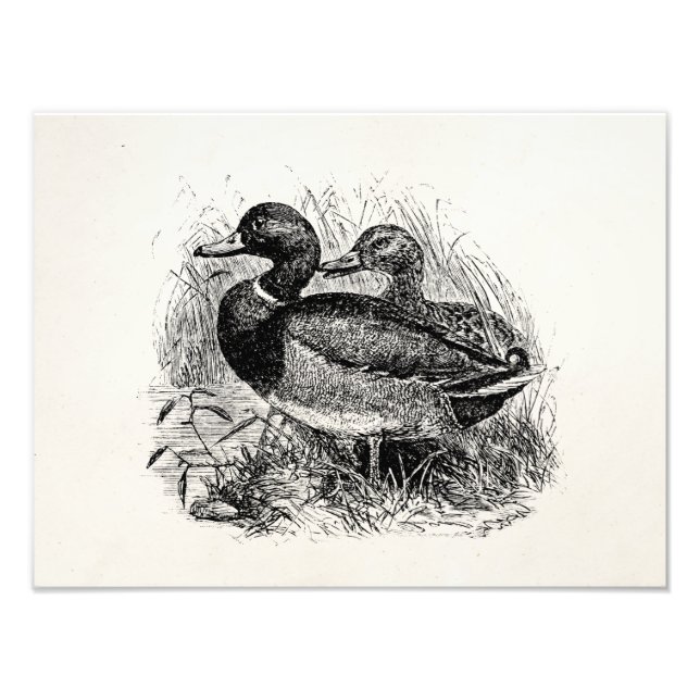 Vintage Wild-Mallard-Enten-Personalisierte Vorlage Fotodruck (Vorne)