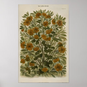 Vintage Wildblume auf Altpapier - Rustikal Poster
