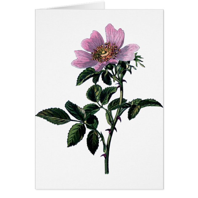 Vintage wilde Rose (Vorne)