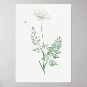 Vintage-Wildkarotten-Illustration, Retro-Botanik Poster