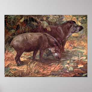 Vintage Wildtiere, Tapire von Winifred Austen Poster