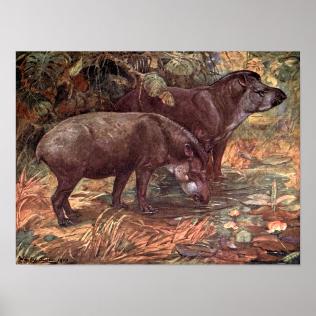 Vintage Wildtiere, Tapire von Winifred Austen Poster (Vorne)