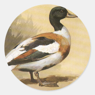 Vintage Wildtiere — Vögel, Mallard-Ente Runder Aufkleber