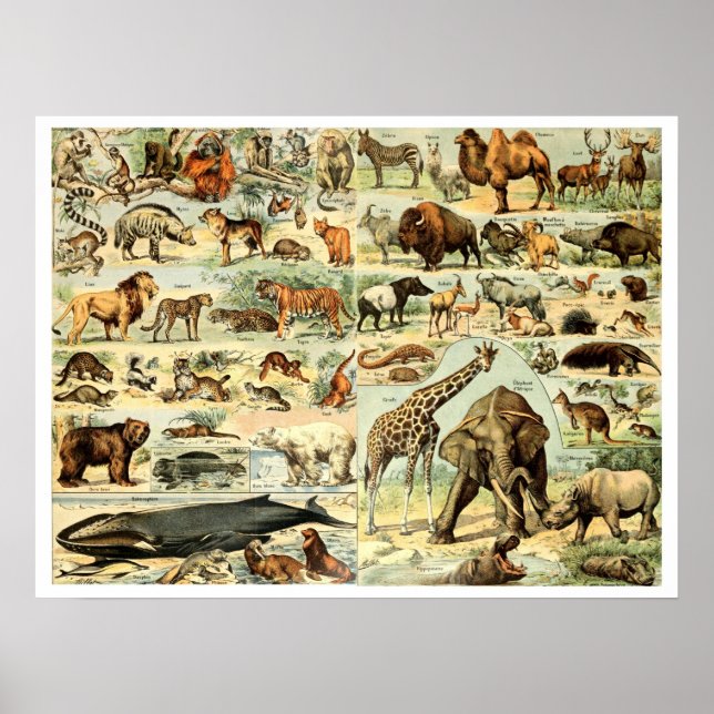 Vintage Wildtiere von Adolphe Millot Poster (Vorne)