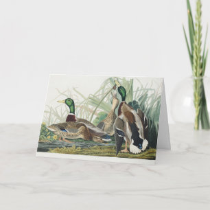 Vintage-Wildtierkunst von Audubon: Stockente Feiertagskarte