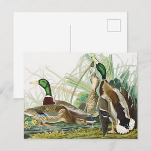 Vintage-Wildtierkunst von Audubon: Stockenten-Ente Postkarte