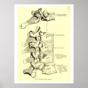 Vintage Wirbel der Anatomie-  Poster