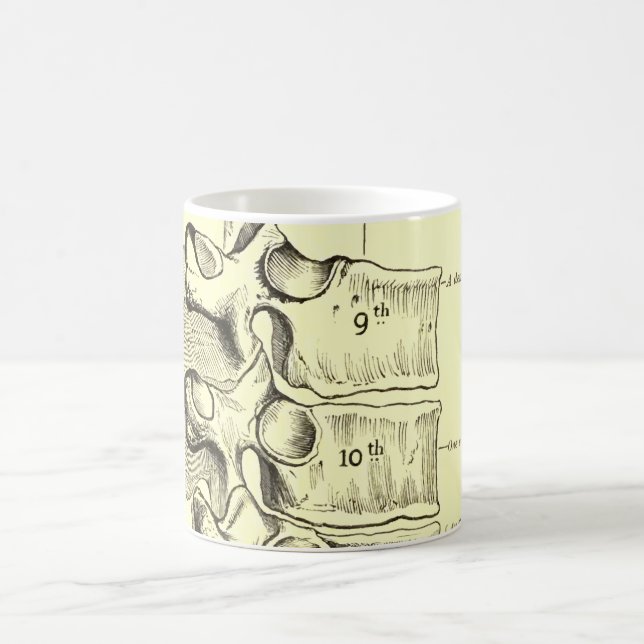Vintage Wirbel der Anatomie-| Tasse (Mittel)