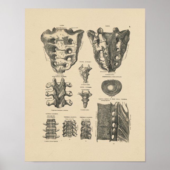 Vintage Wirbelknochen 1880 drucken Poster (Vorne)