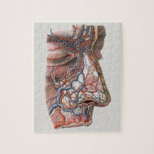 Vintage Wissenschaft menschliche Anatomie, Angesic Puzzle