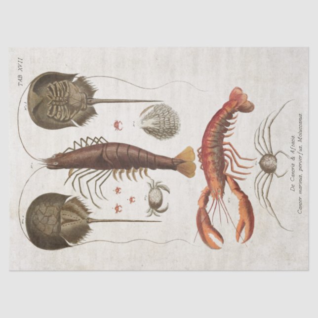 Vintage wissenschaftliche Entkopplung Seidenpapier (Vorderseite)