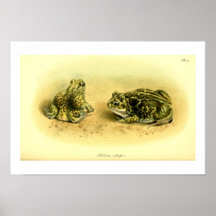 Vintage wissenschaftliche Illustration Spadefoot T Poster